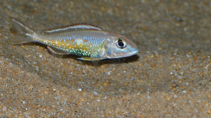 Callochromis pleurospilus 'Kigoma'